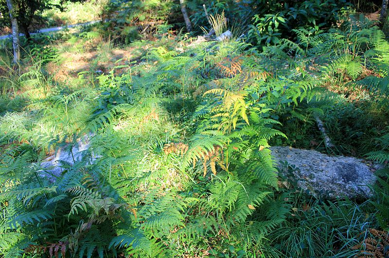 Alignement de Kornevec à Camors