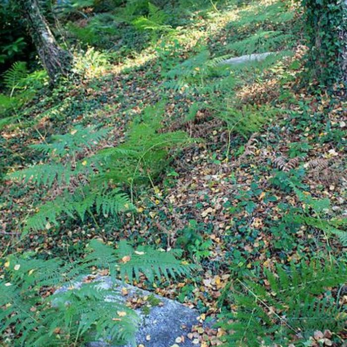 Photo de Alignement de Kornevec à Camors