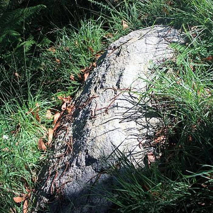 Photo de Alignement de Kornevec à Camors