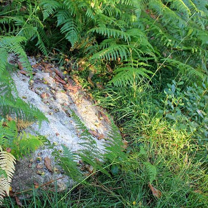 Photo de Alignement de Kornevec à Camors