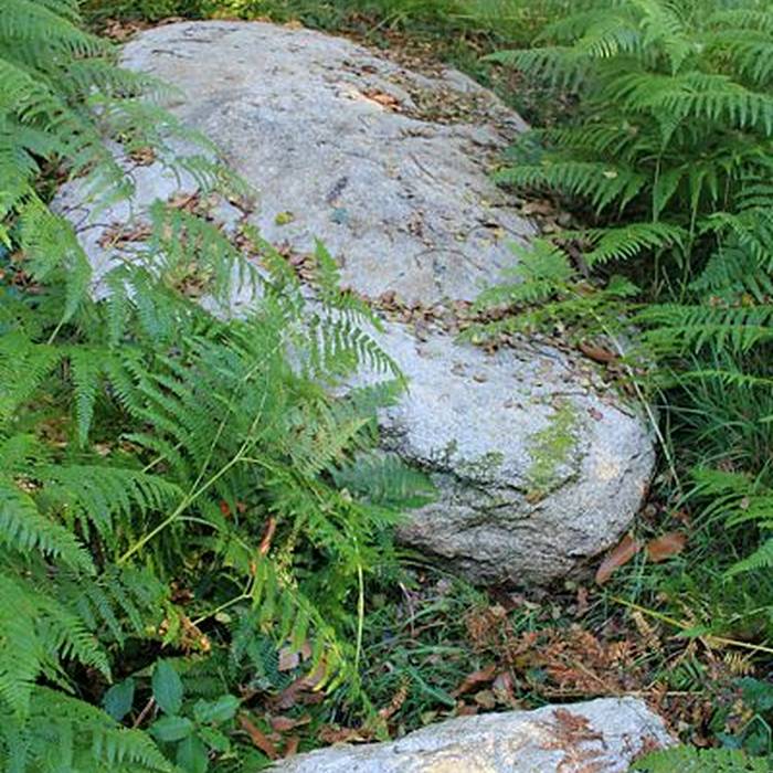 Photo de Alignement de Kornevec à Camors