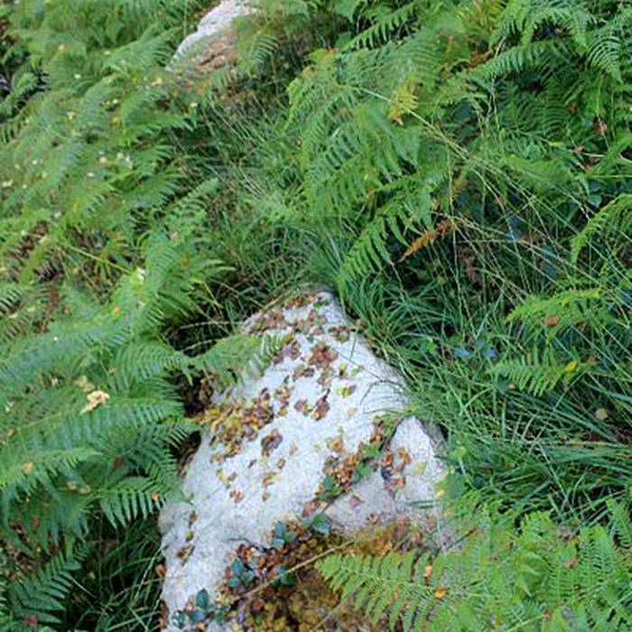 Photo de Alignement de Kornevec à Camors