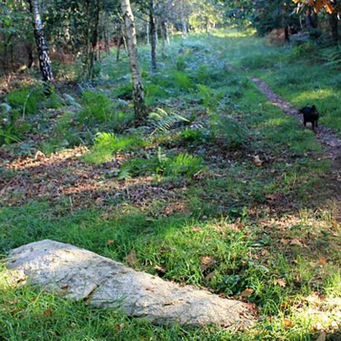 Photo de Alignement de Kornevec à Camors