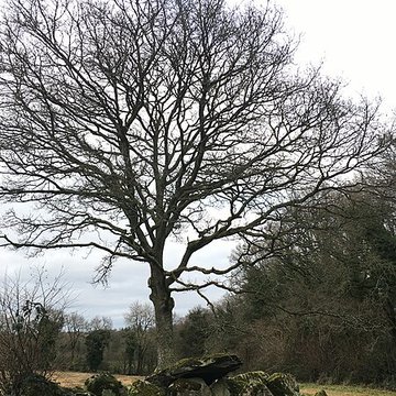 Allée couverte de Kernescop à Lohuec