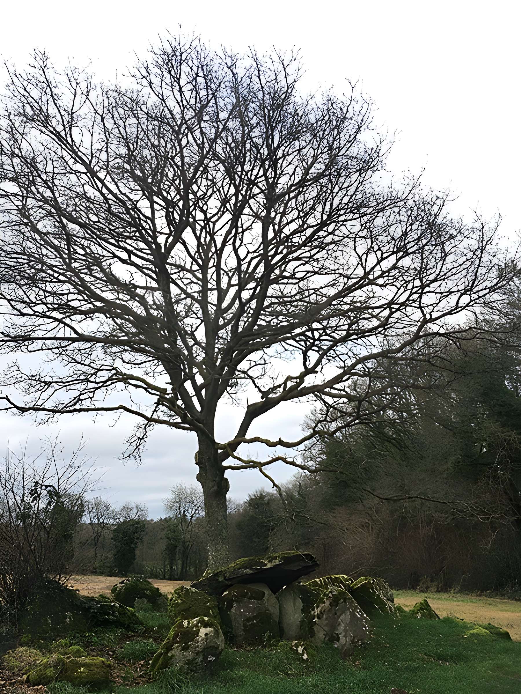 Allée couverte de Kernescop à Lohuec
