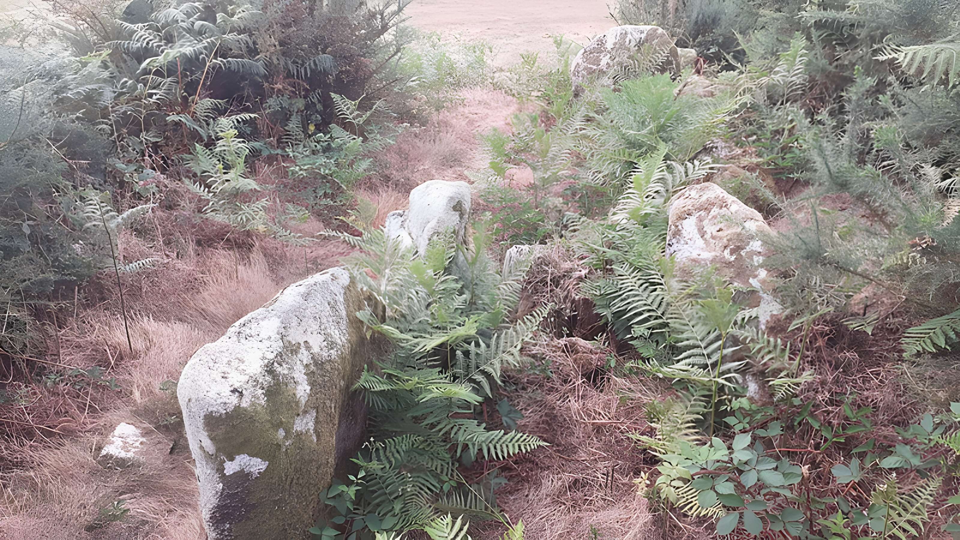 Allée couverte de Saint-Nizon à Malguénac