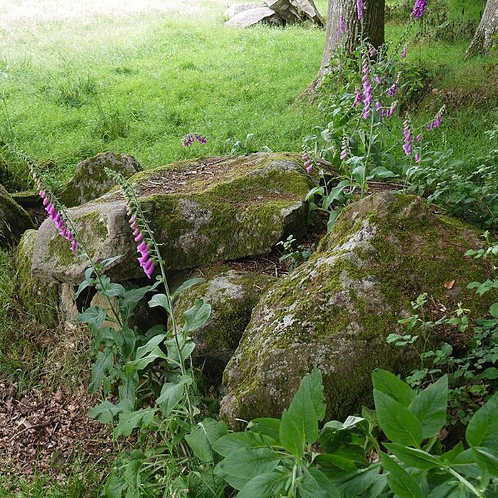 Photo de Allée couverte des Bonnes Dames à Saint-Thomas-de-Courceriers