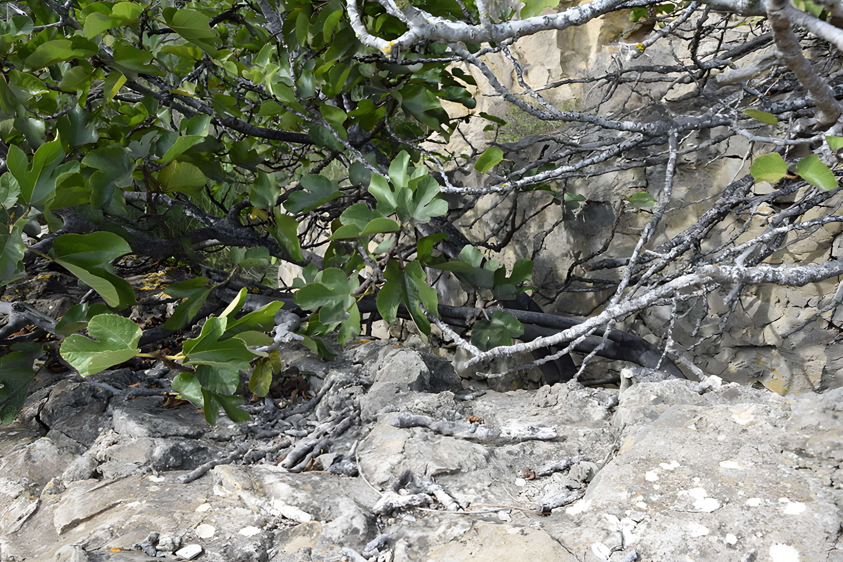 Amphithéâtre gallo-romain de Narbonne