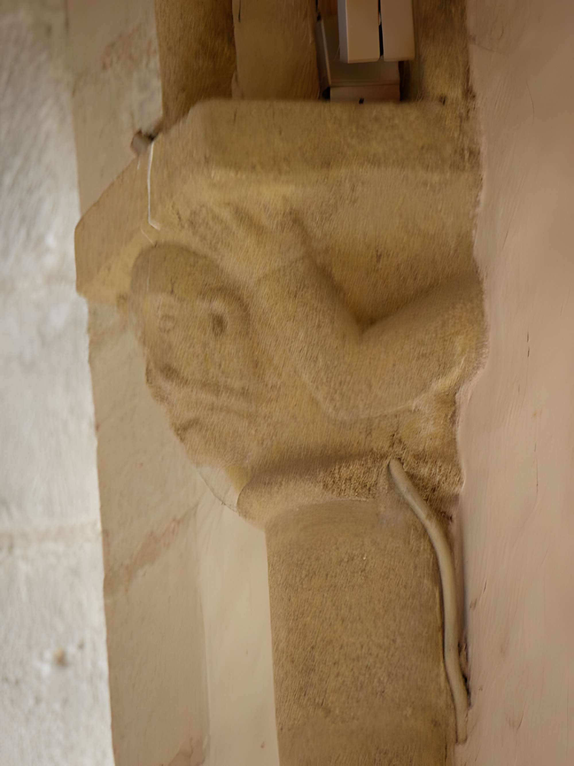 Ancienne abbaye Saint-Méen