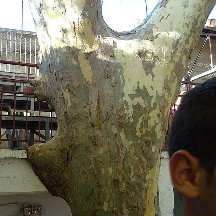 Photo de Arènes de bouvine