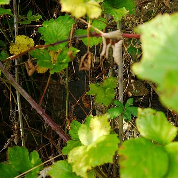 Atelier de potier dHerbignac