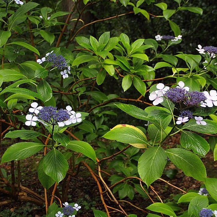 Photo de Bois des Moutiers à Varengeville-sur-Mer