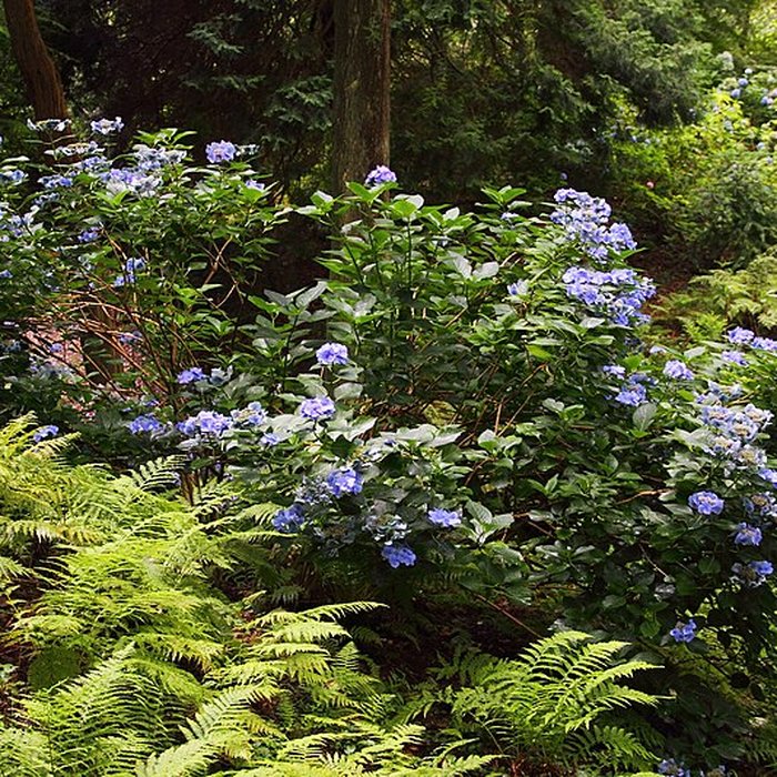 Photo de Bois des Moutiers à Varengeville-sur-Mer