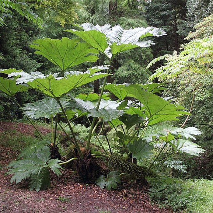 Photo de Bois des Moutiers à Varengeville-sur-Mer