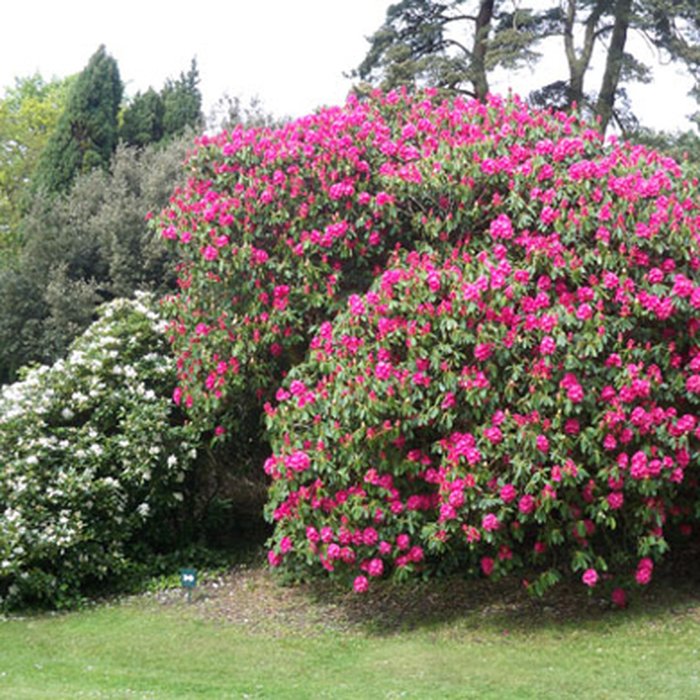 Photo de Bois des Moutiers à Varengeville-sur-Mer