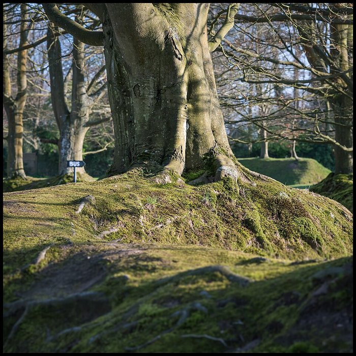Photo de Bois des Moutiers à Varengeville-sur-Mer