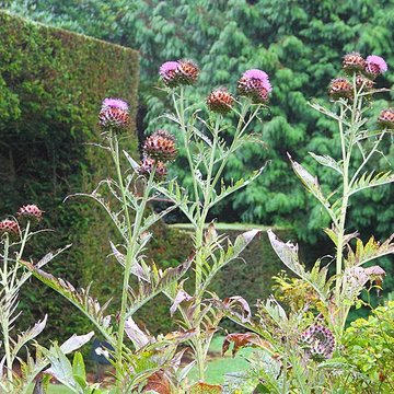 Bois des Moutiers à Varengeville-sur-Mer