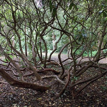 Bois des Moutiers à Varengeville-sur-Mer