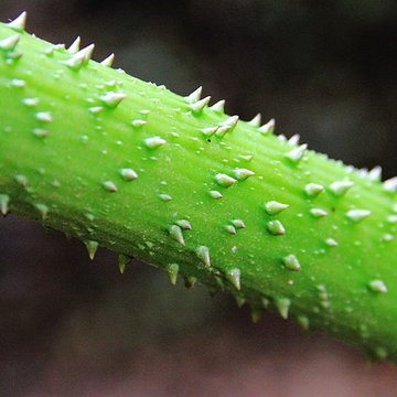 Bois des Moutiers à Varengeville-sur-Mer