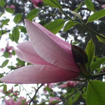 Bois des Moutiers à Varengeville-sur-Mer