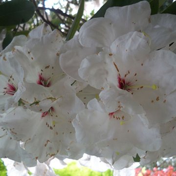 Bois des Moutiers à Varengeville-sur-Mer