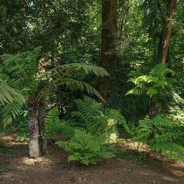 Bois des Moutiers à Varengeville-sur-Mer