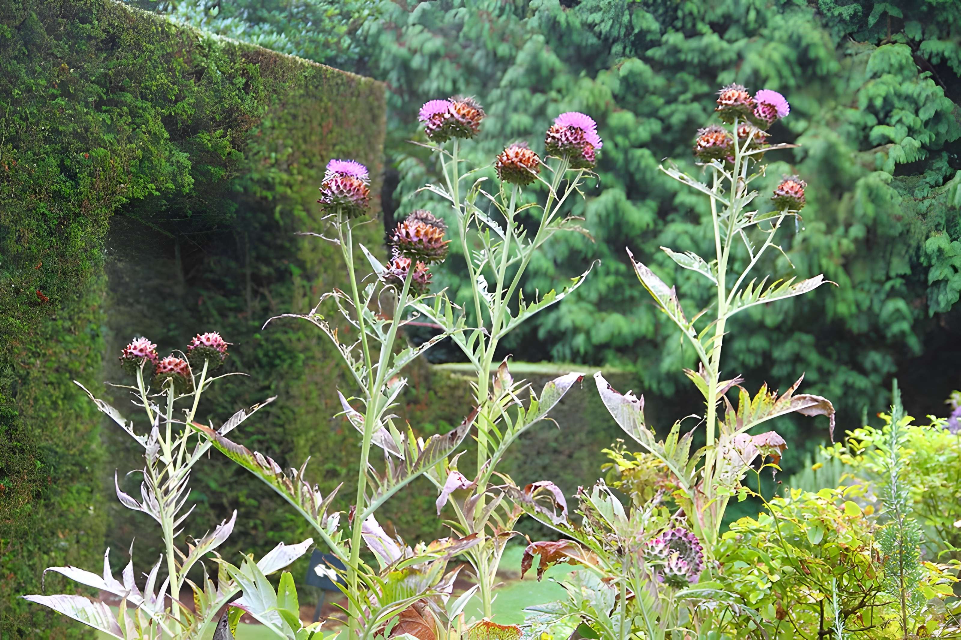 Bois des Moutiers à Varengeville-sur-Mer