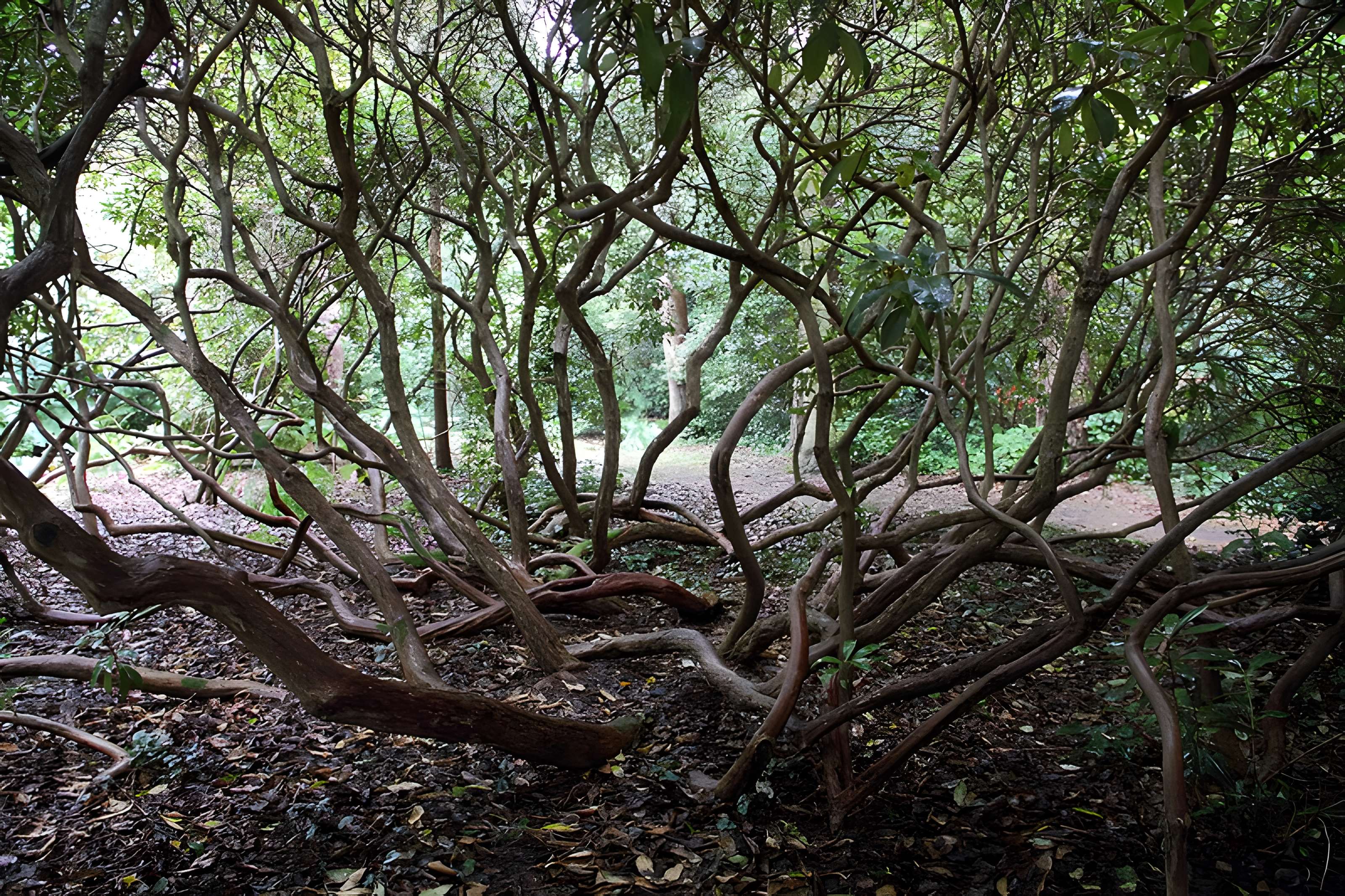 Bois des Moutiers à Varengeville-sur-Mer