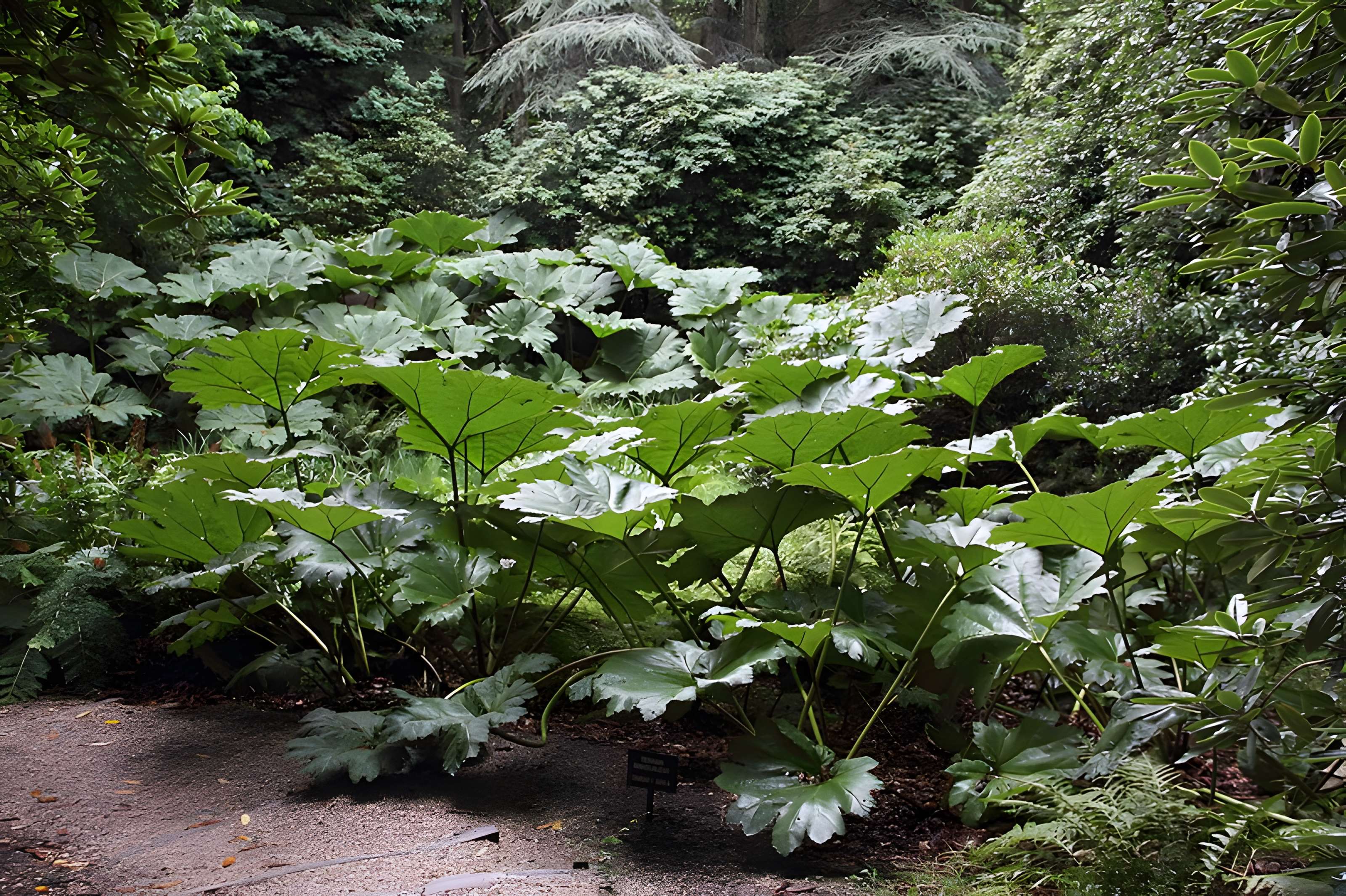 Bois des Moutiers à Varengeville-sur-Mer