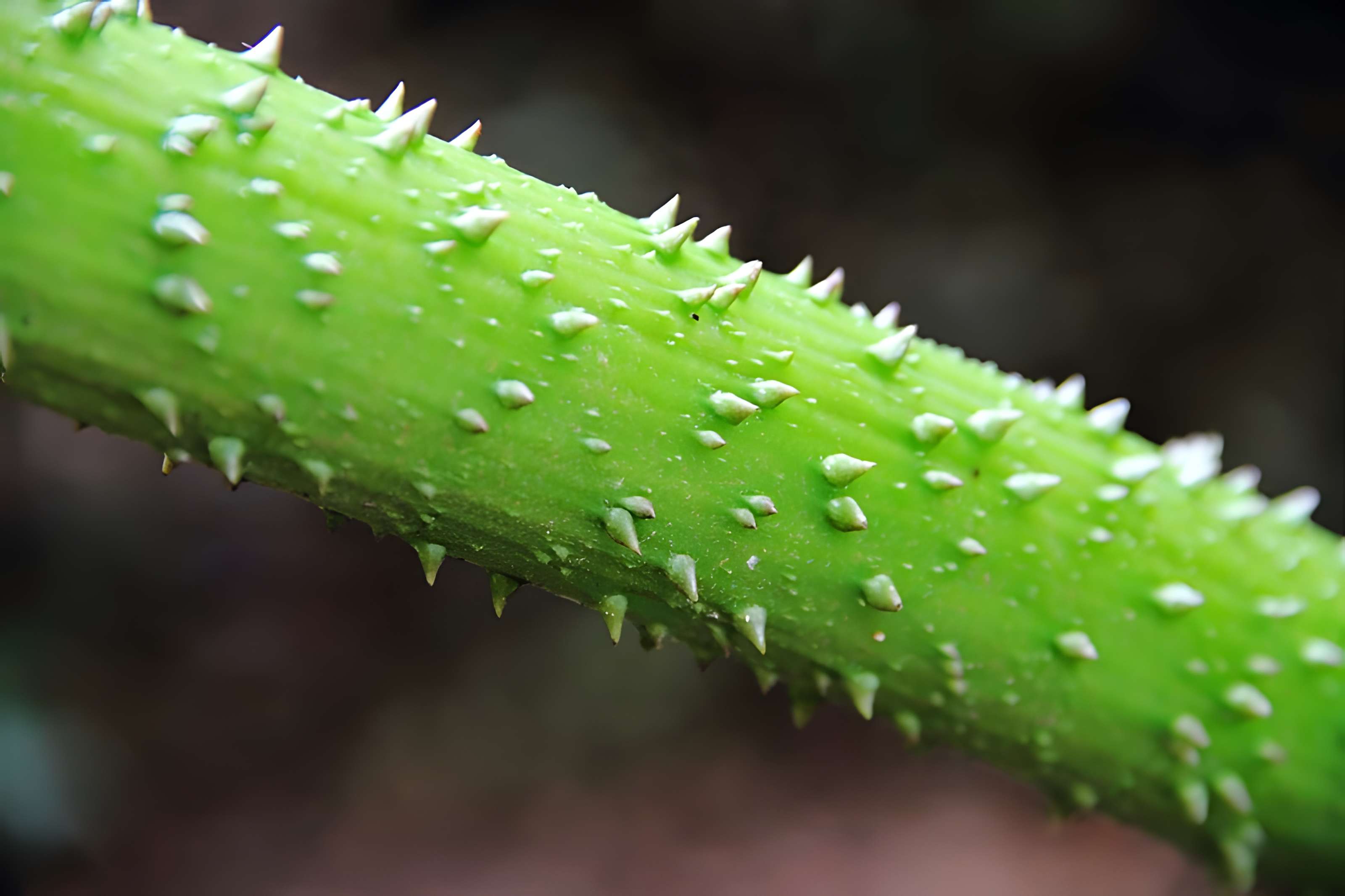 Bois des Moutiers à Varengeville-sur-Mer
