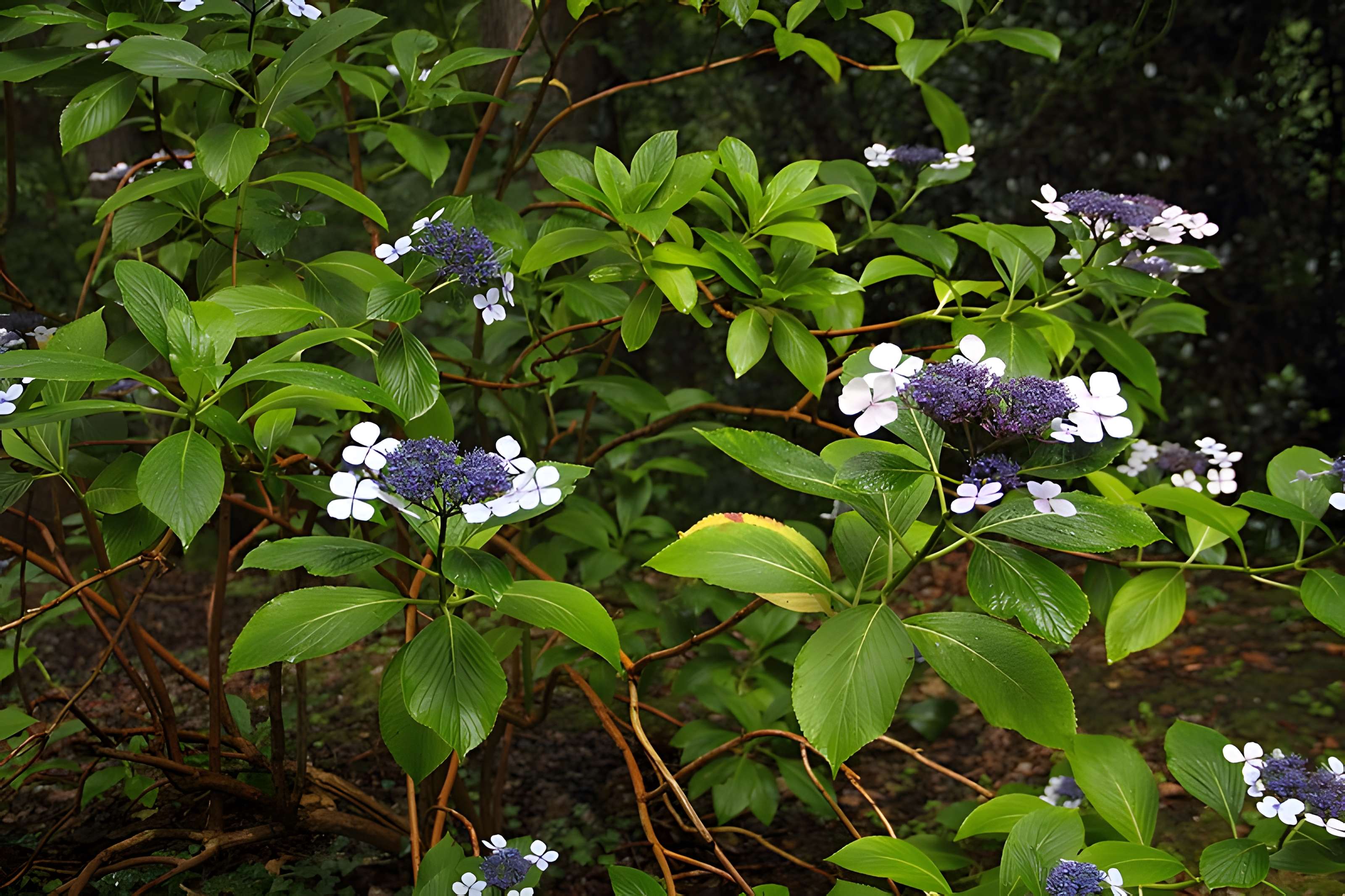 Bois des Moutiers à Varengeville-sur-Mer