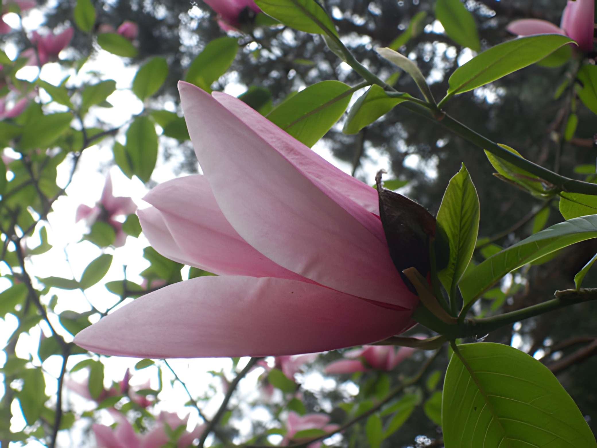 Bois des Moutiers à Varengeville-sur-Mer