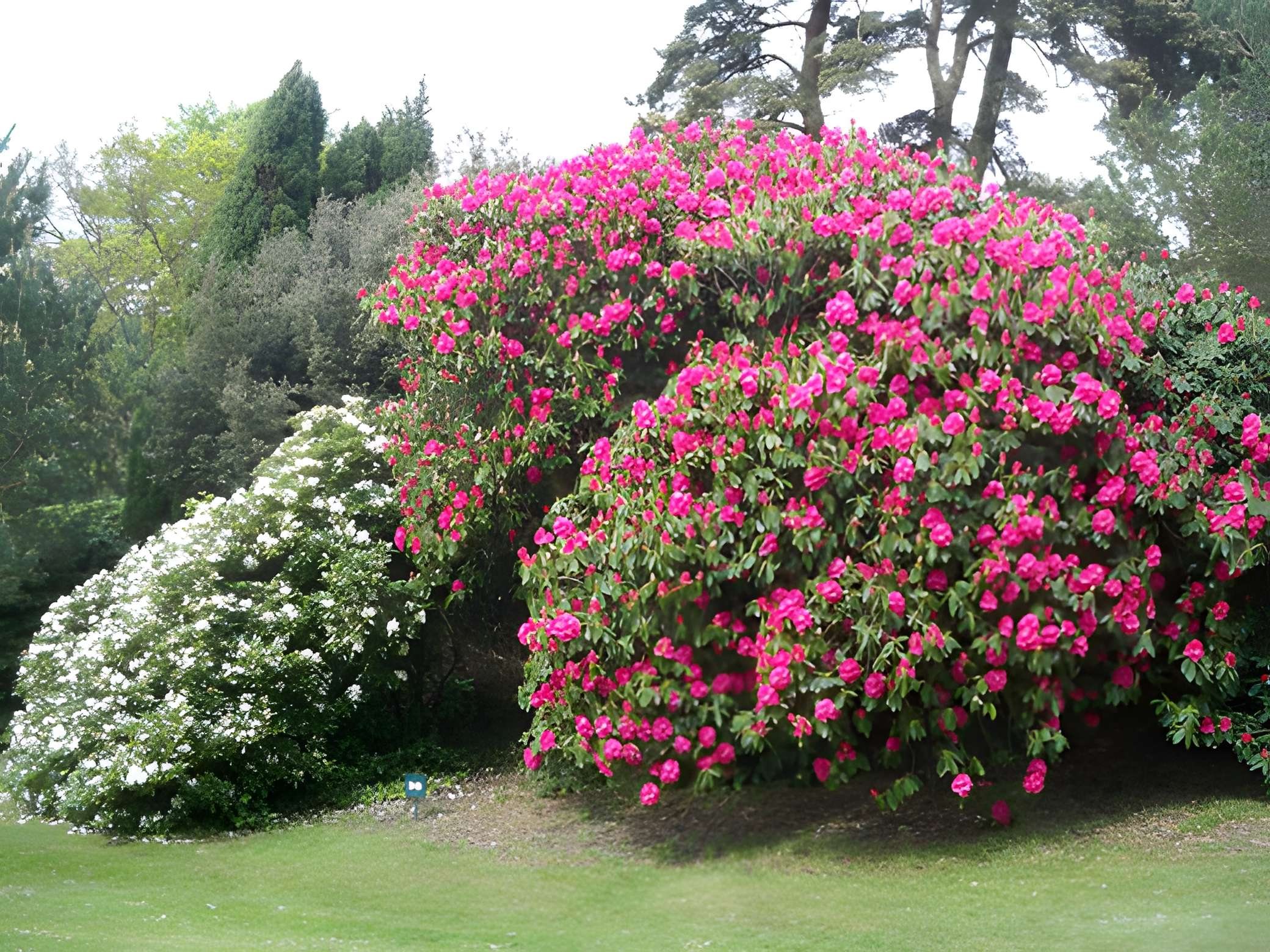 Bois des Moutiers à Varengeville-sur-Mer