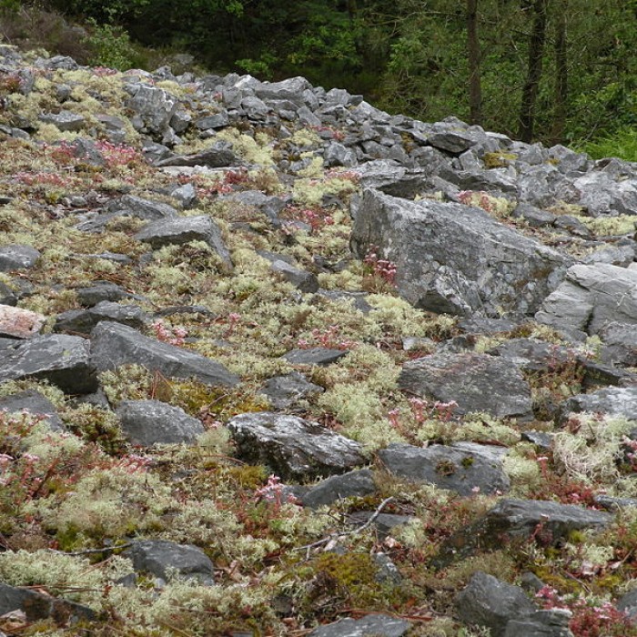 Photo de Camp protohistorique du Castel-Finans à Saint-Aignan