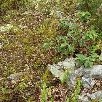 Camp protohistorique du Castel-Finans à Saint-Aignan