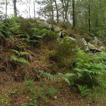 Camp protohistorique du Castel-Finans à Saint-Aignan