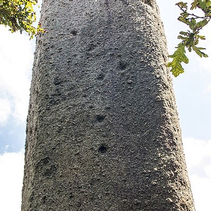 Photo de Menhir de Kerveatoux, ou de Kerloas