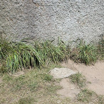Menhir de Kerveatoux, ou de Kerloas