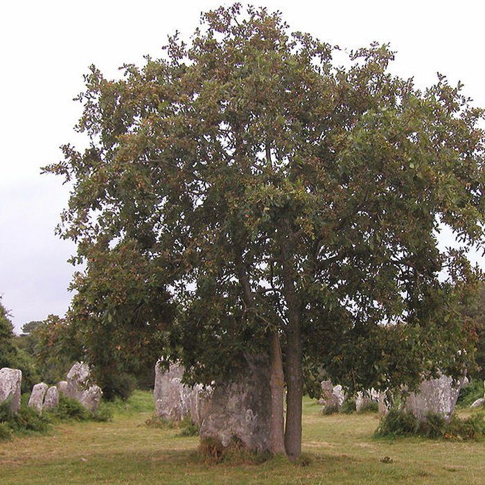 Photo de Alignements de Kerzérho à Erdeven