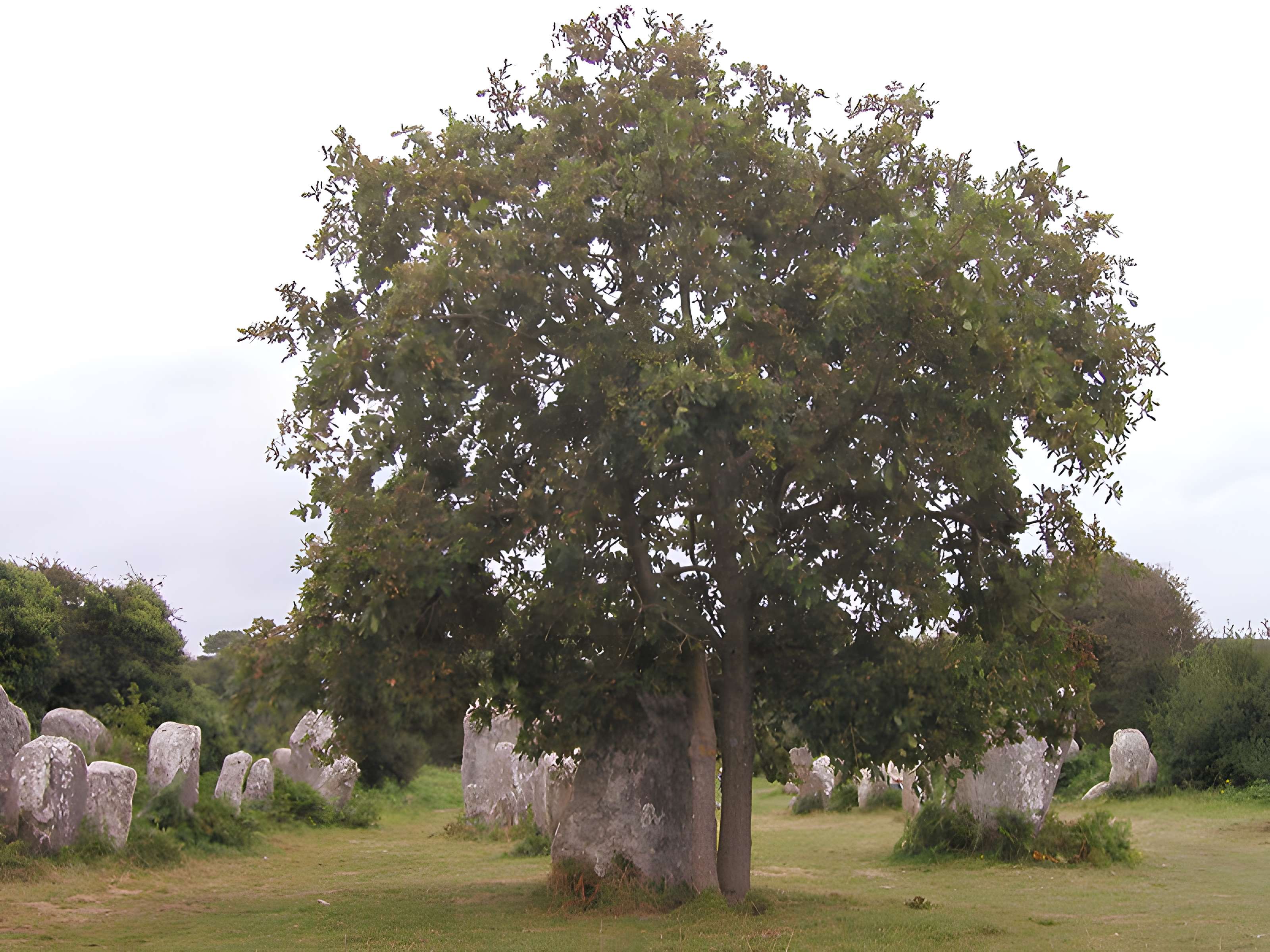 Alignements de Kerzérho à Erdeven