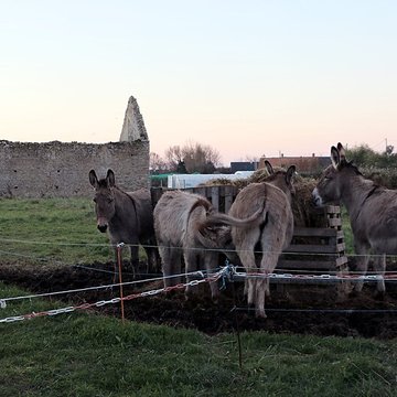 Chapelle Sainte-Ergoueffe de Surtainville