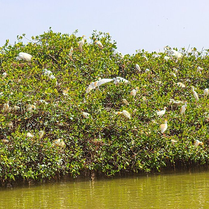 Photo de Nid de Cigognes de Riquewihr