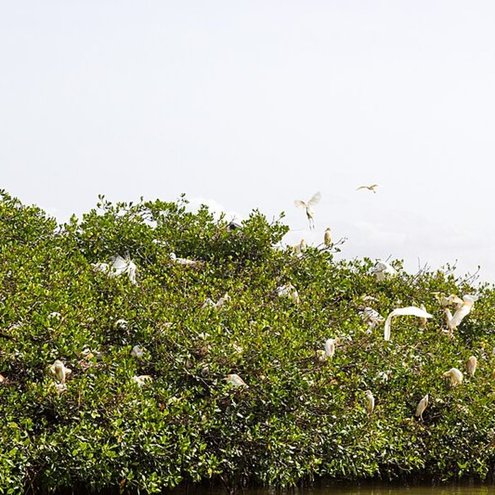 Photo de Nid de Cigognes de Riquewihr