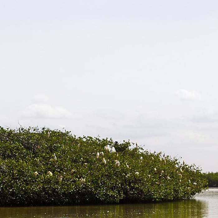 Photo de Nid de Cigognes de Riquewihr