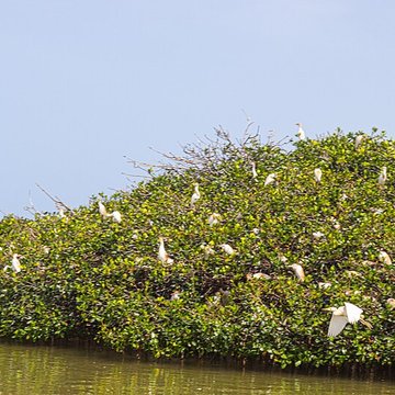Nid de Cigognes de Riquewihr