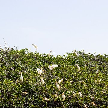 Nid de Cigognes de Riquewihr