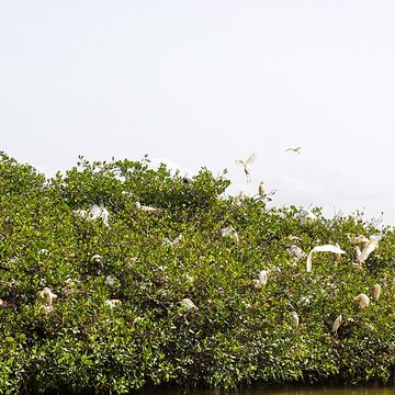 Nid de Cigognes de Riquewihr