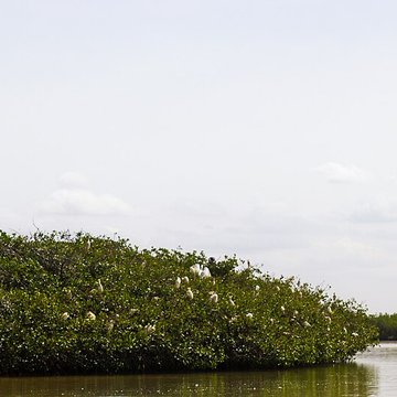 Nid de Cigognes de Riquewihr