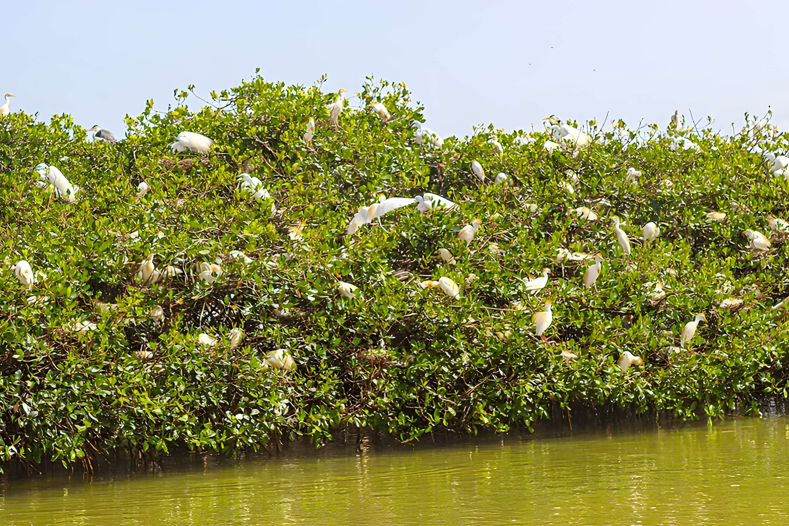 Nid de Cigognes de Riquewihr