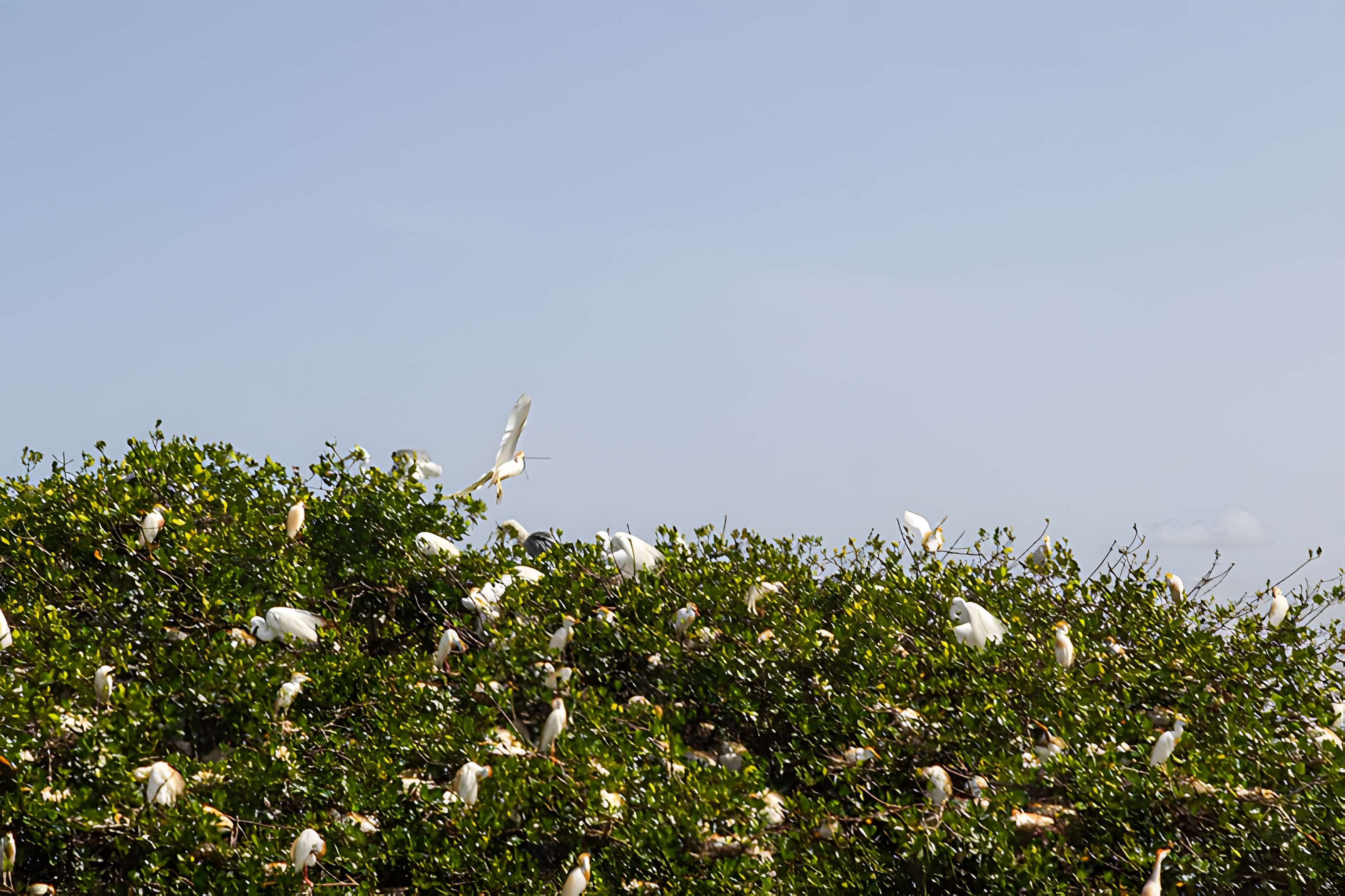 Nid de Cigognes de Riquewihr